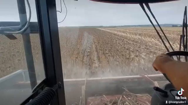 жътва на слънчоглед с комбайна LAVERDA, Белозем!