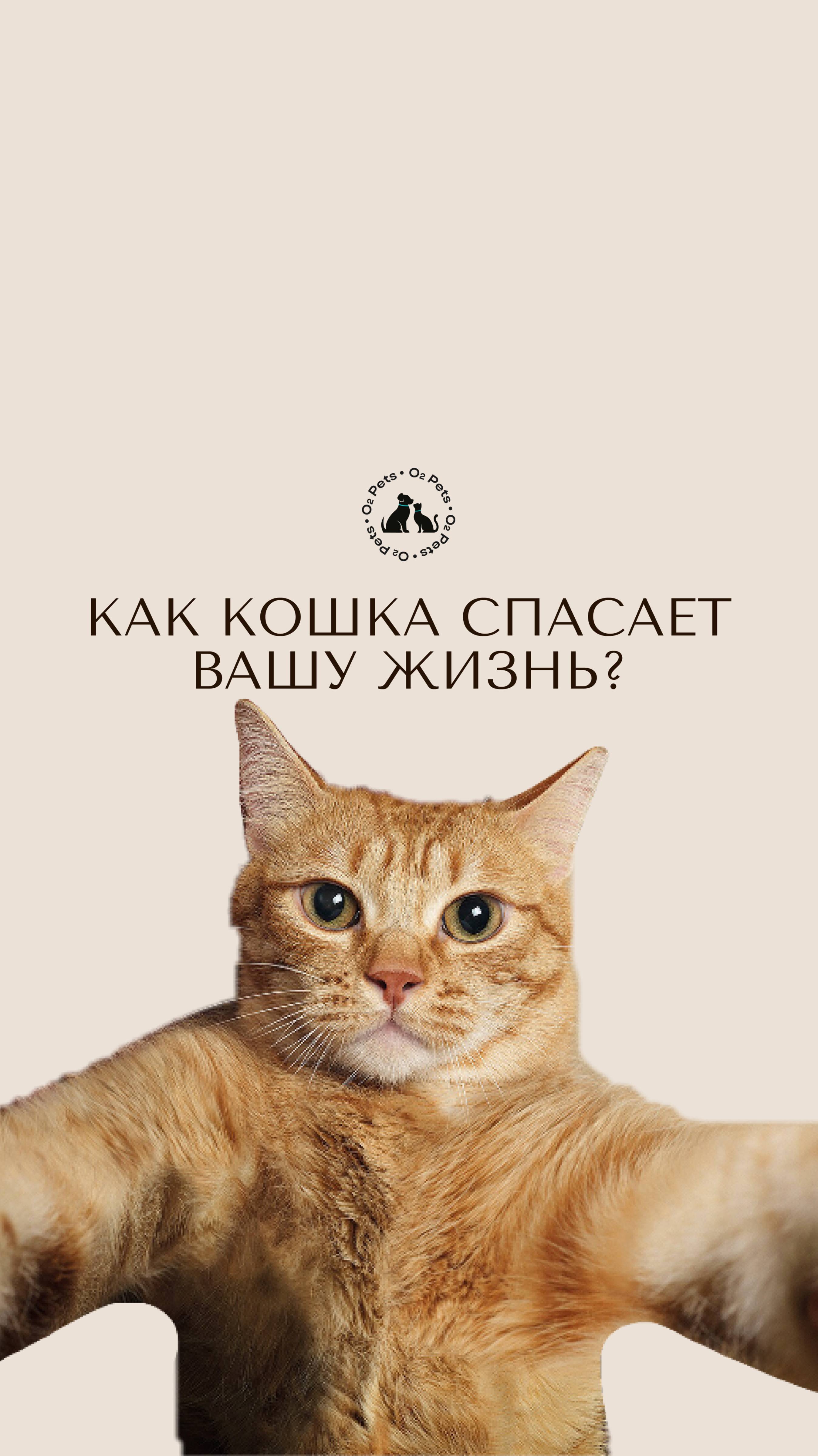 Кошки не только милые, но и полезные для нашего здоровья! 🐾