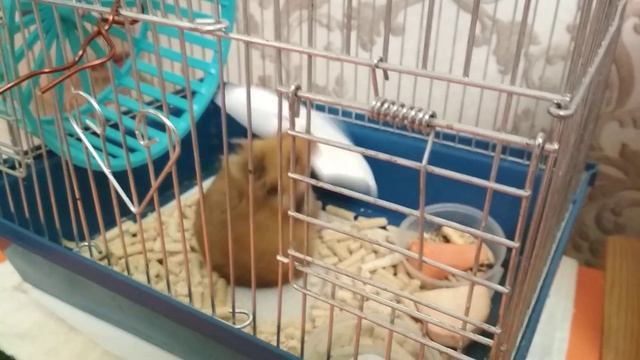 Хомяк Спорт обрадовался листку бумаги - Hamster Sport was delighted with the piece of paper.