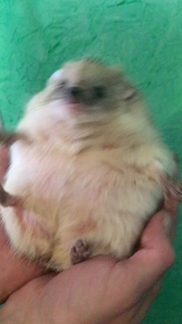 Ёжик 🦔