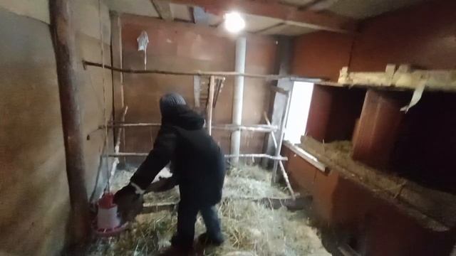 Боремся с сыростью в курятнике