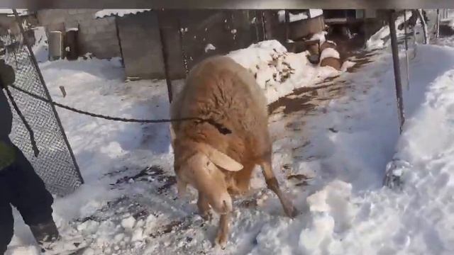 Гиссарские овцы   +996708809998( Рахим)