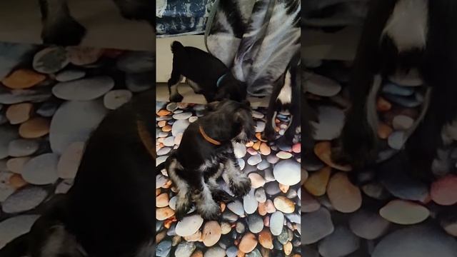 VID20250130100510.mp4