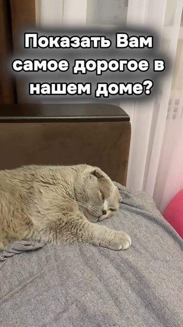 Ну милота же? 😽 #семья  #любимыйкотик #приколы #юмор #танязамужем