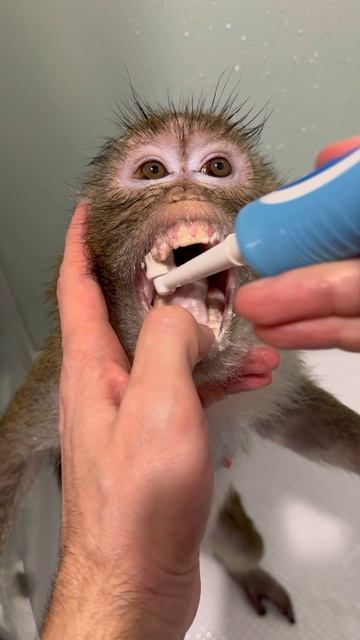 Обезьянке чистят зубы