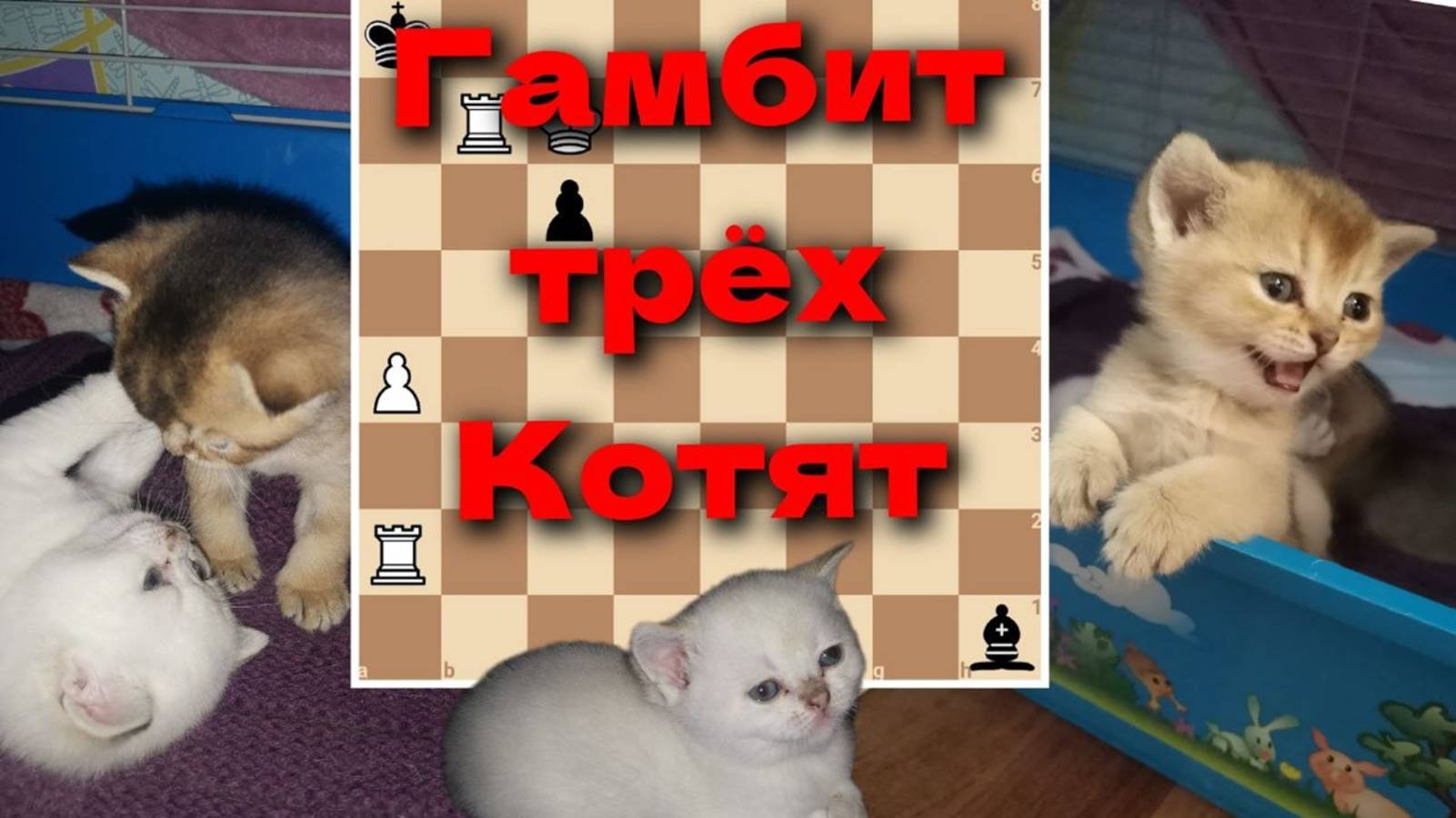 Котята в деле! Кто сможет быстрее?