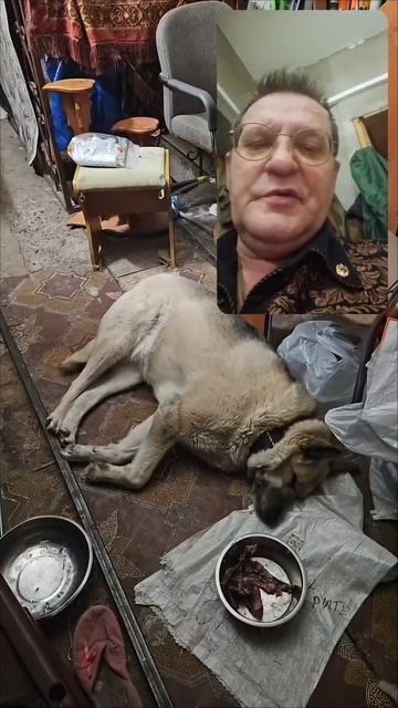 Собачье счастье в морозы в Красноярске.