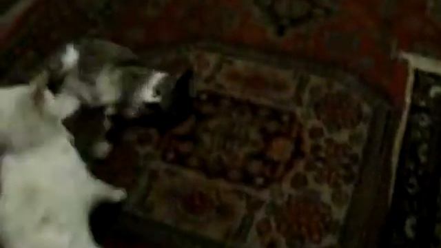 Мясорубка котов жесткач Batle cats