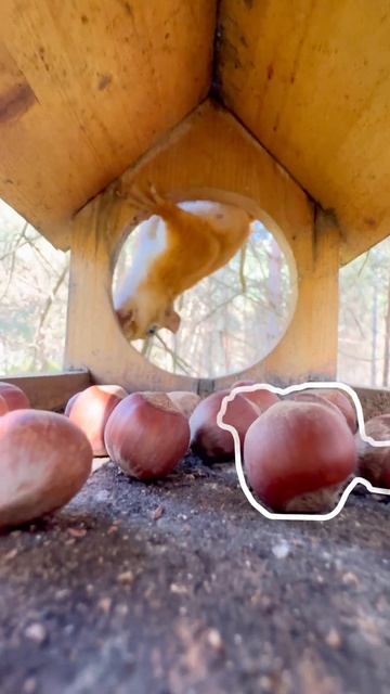 Белка попалась… сэр да сэр #shorts