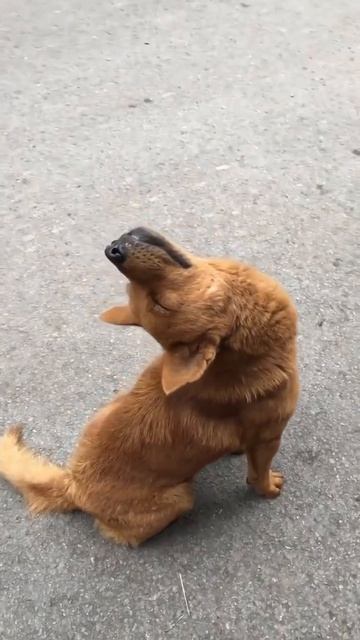 Питерская Сторожевая.