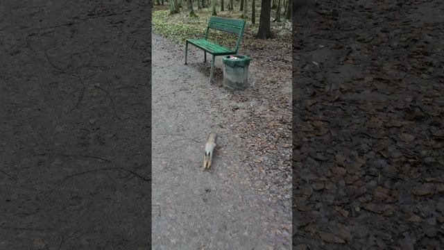 VID_20241119_132315.mp4