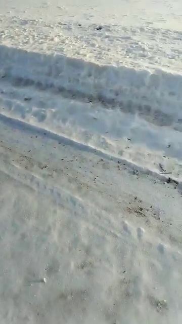Утренняя пробежка бультерьеров