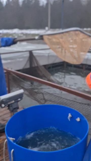 Запуск пали, форели, гольца.