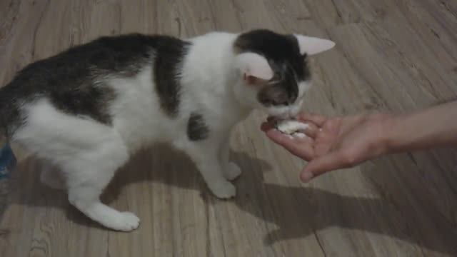 Кот любит есть творог