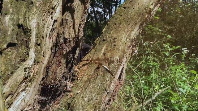 Благоустройство участка
