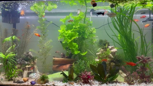 Релакс аквариум рыбки