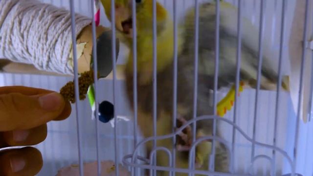 Young cockatiel training quick tips (1 month old Cockatiel)