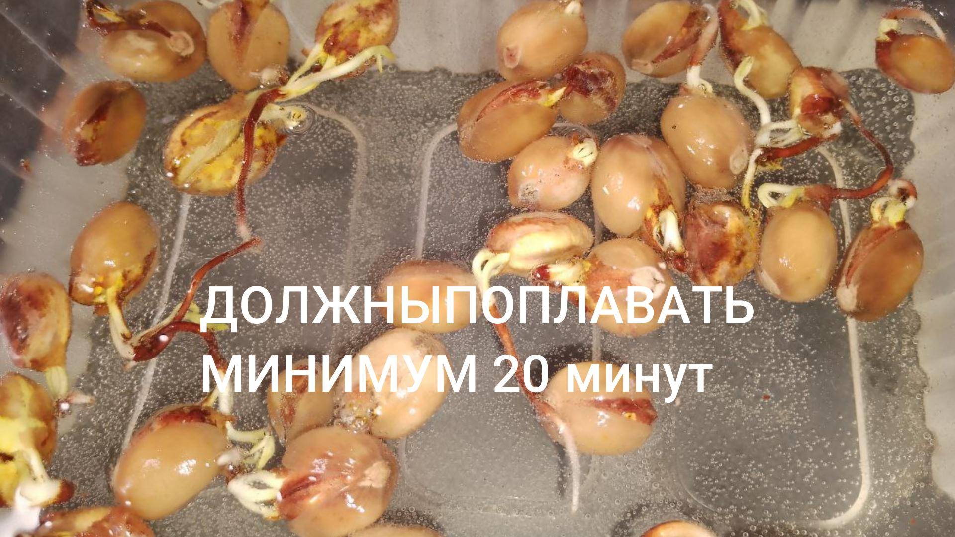 Фисташка Акбари в растворе перекиси водорода Россия | Small Gardens