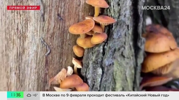 Москвичи засняли деревья, усыпанные грибами