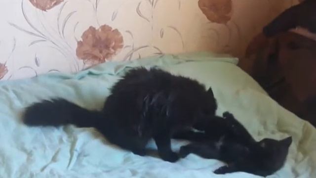 босиком пойду