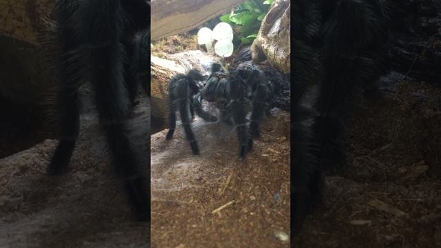 Grammostola iheringi enjoys her meal