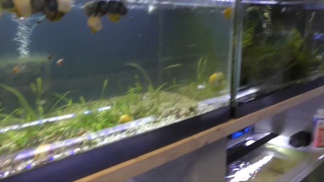 Koi Guppies, My Aquarium Box, and Studio Work - Fish Room Update Ep. 58