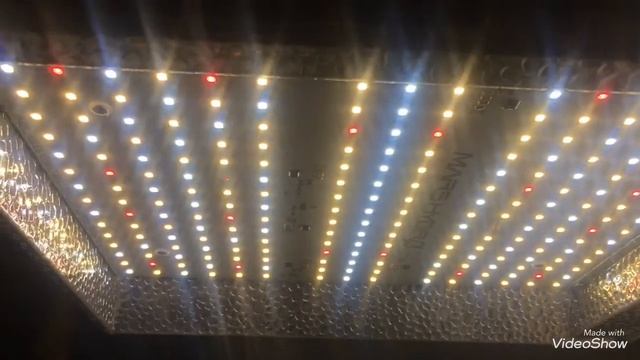 HLG Vs MARS HYDRO  SIDE BY SIDE GROW OFF  WEEK 7