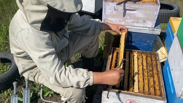 Пчеловодство на костылях! Очень не удачно порвал связки на голени в разгар сезона 2023г
