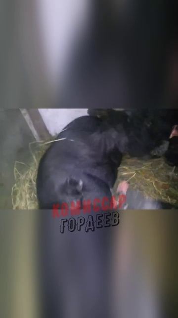 Зеленский после того, как понял, что западная помощь прекратилась 🐽