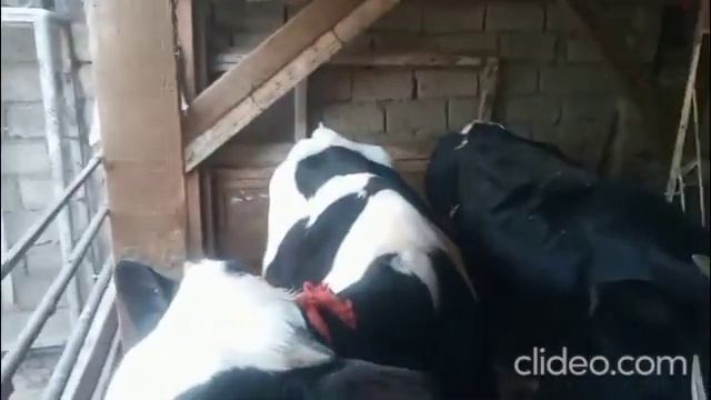 Видео отзыв о результате приема Добавок от Al Karal для КРС