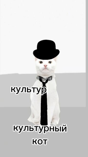 честно кот из пин, делать мою кошку? #рек