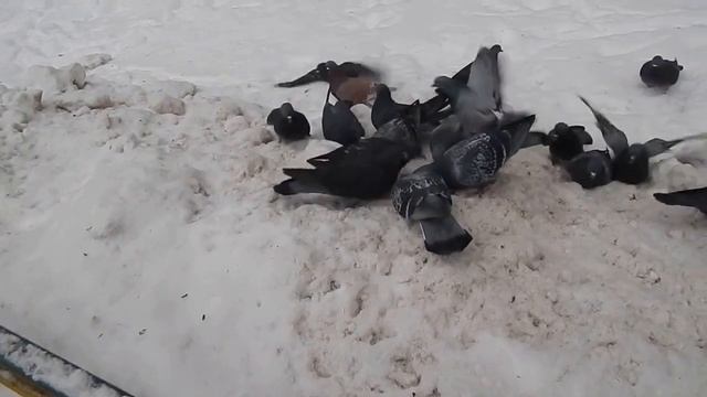 DSCN3615           17 12 2016 Г      ОБЫЧНОЕ   ДЕЛО ...