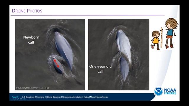 NOAA Live! Alaska Webinar 41 - Baby Beluga in the Shallow Gray Sea