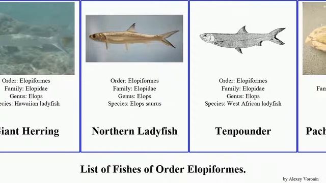 Fishes of Order Elopiformes tarpon Pachyrhizodontidae Sedenhorstia Tenpounder Elops Elops machnata