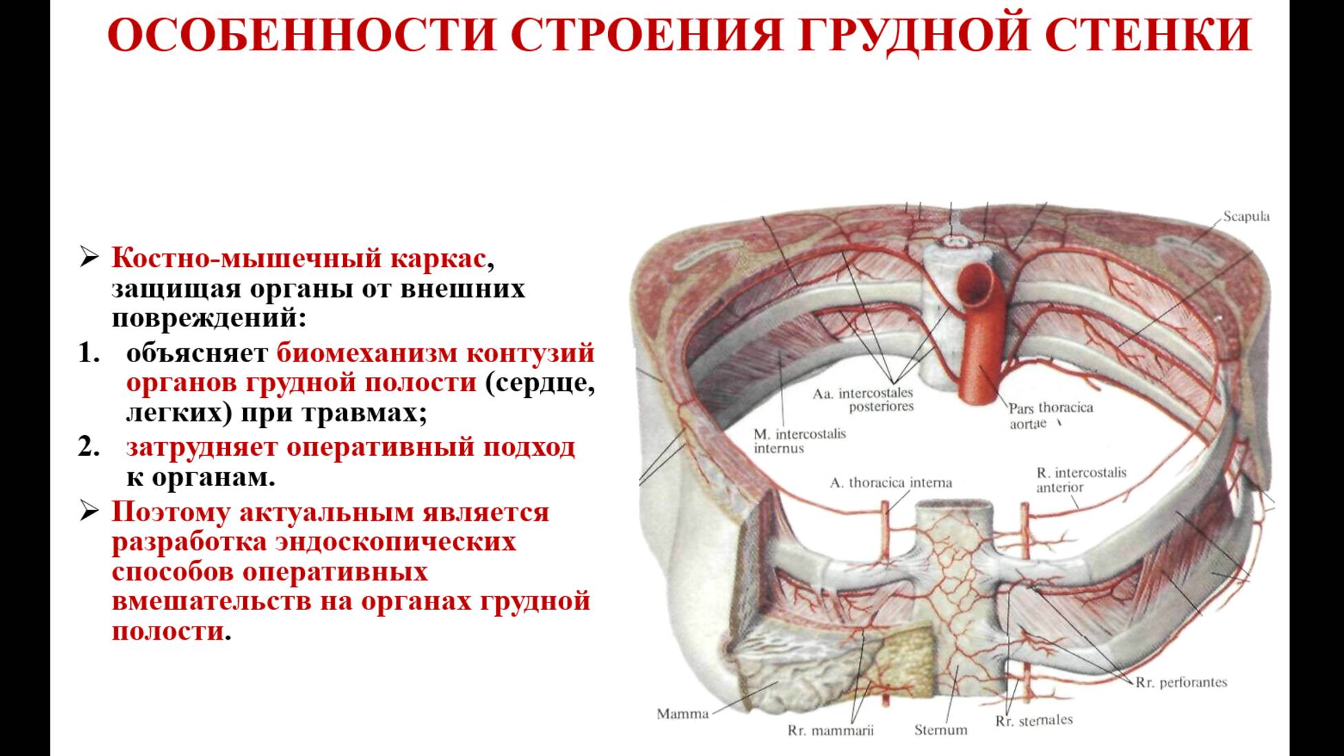 Грудь - топографическая анатомия и оперативная хирургия