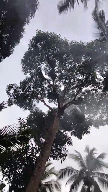 Totorial pengambilan madu di pohon mangga,Madu hutan tanjung Jabung timur jambi pemusiran