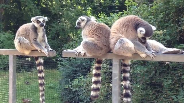 Lemuři ZOO Praha - Lemurs