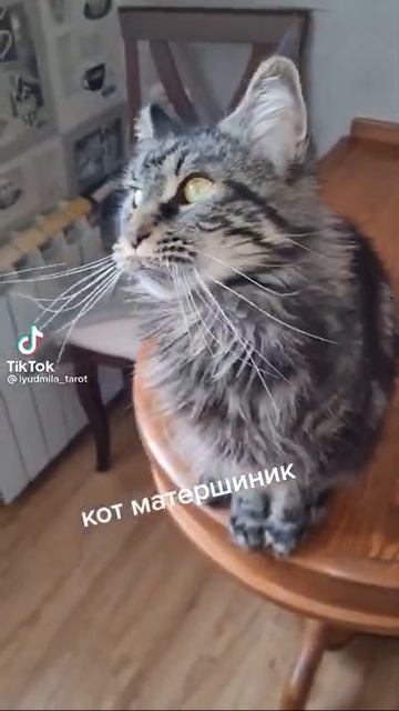 кот матюкается )