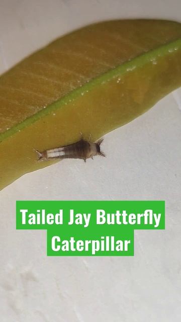 Tailed Jay Butterfly Caterpillar