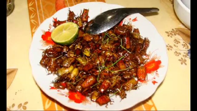 VN-40 PEOPLE POISONED EATING INSECTS