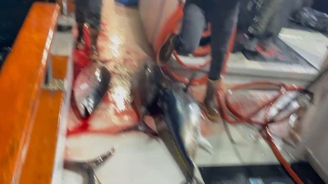 100+ lb. Wide Open Night Bite - 2 Day Trip - San Diego Tuna Fishing