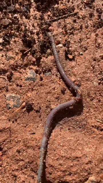 Worms worms Worms #wormszone#gardening#raisedbed#shoryoutube