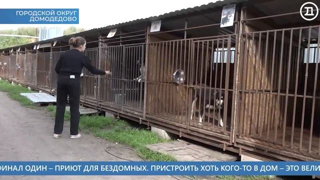 18.08.2023 Домодедово. Главные события