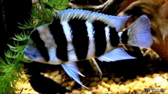 Frontosa Cichlid Fish