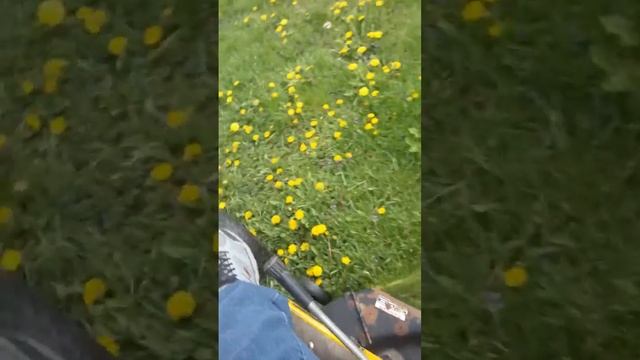 Jc Penney tractor mowing