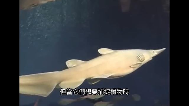 潛水者嚇尿了！在深海中發現的 15 種最可怕的怪物！只要它們願意，可輕易殺死我們每一個人【探索旅行號】
