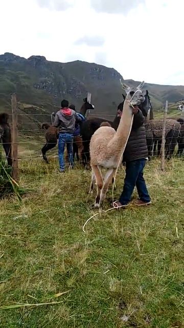 Como domar a una llama