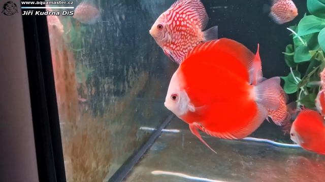 Symphysodon discus  - Red melon + Red Checkerboard pigeon