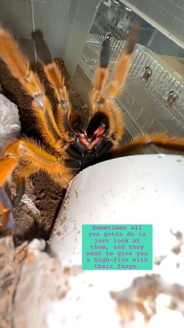 The infamous OBT tarantula - orange bitey thing - #tarantula #spider #animals #wild #nature