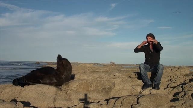 Я играю, морской кот танцует, Новая Зеландия